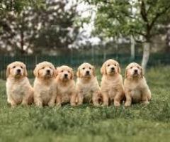 Finding a Good Golden Retriever Breeder Near You