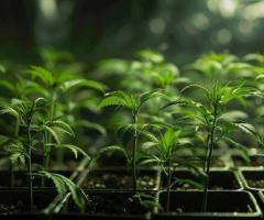 Marijuana Clones for Sale