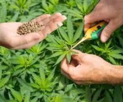 Top-Quality Marijuana Clones