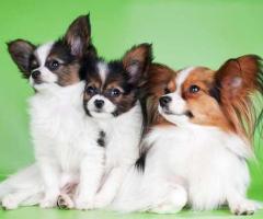 Available Papillon Puppies for sale