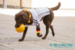 Professional Dog Trainer in Pune