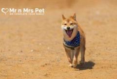 Professional Dog Walking Services in Bangalore