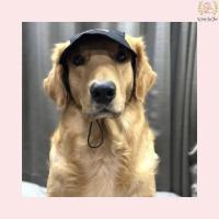 Personalised Dog Caps Online