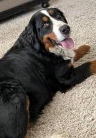 Get a variety of holistic Bernese mountain dogs in Utah