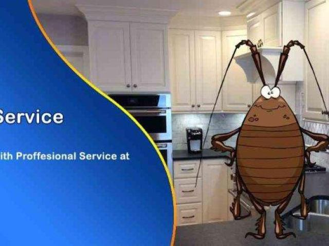Certified Pest Control in Gurgaon with Long Lasting Protection | Service Mantra