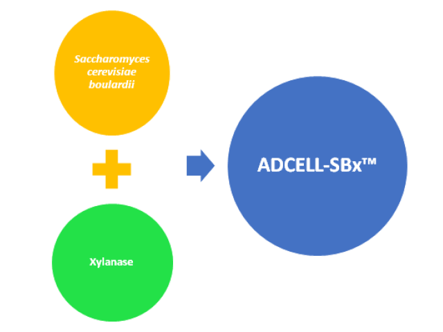 Poultry Digestive System
