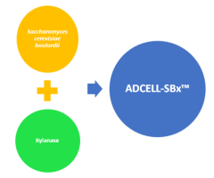 Poultry Digestive System