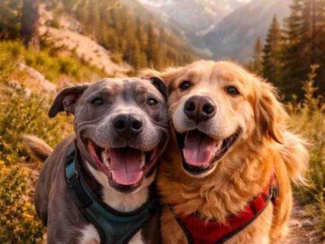 Pet first aid kit for dogs