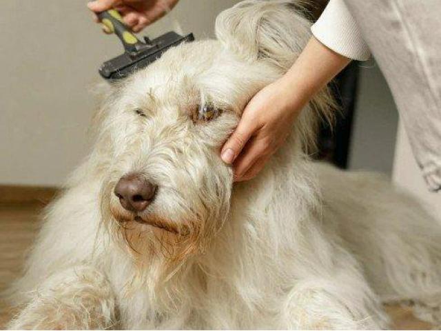 Professional Pet Hair Colour Restoration - Goa