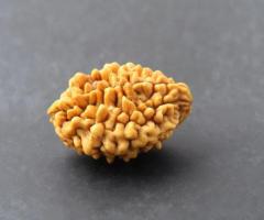 2 Mukhi Rudraksha Price – Original & Energized Bead