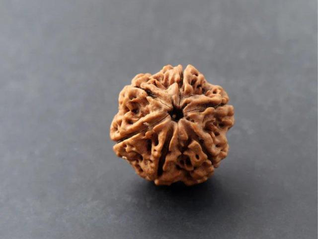 6 Mukhi Rudraksha Price – Genuine & Certified Beads