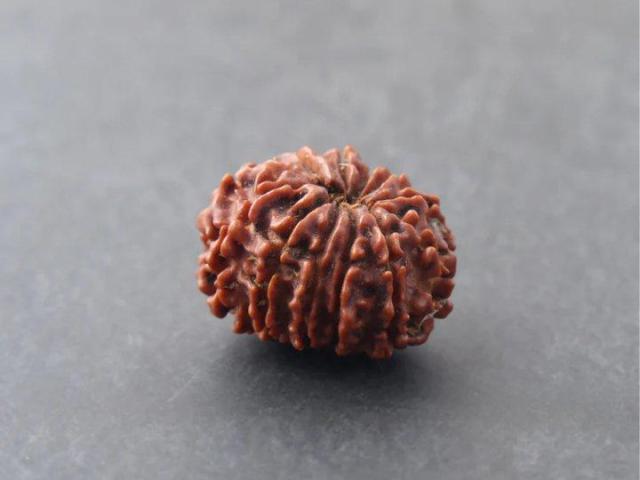 Buy 12 Mukhi Rudraksha at Best Price Online