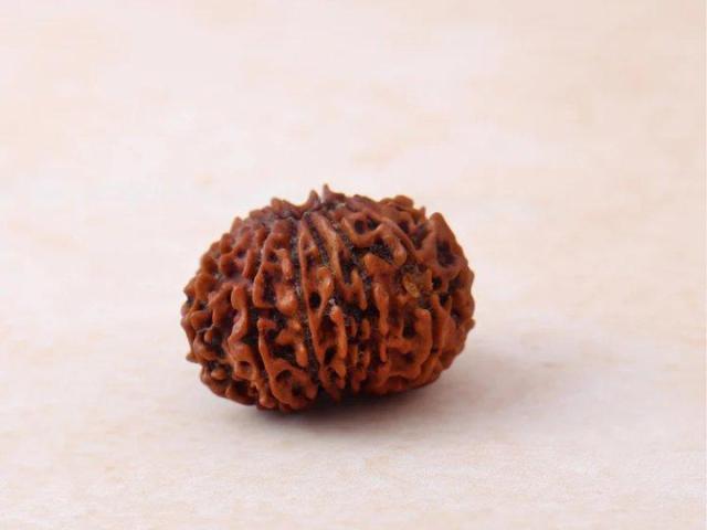 Buy 13 Mukhi Rudraksha at Genuine Price Online