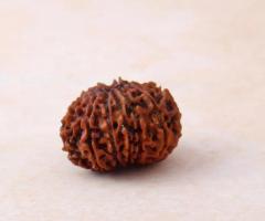 Buy 13 Mukhi Rudraksha at Genuine Price Online