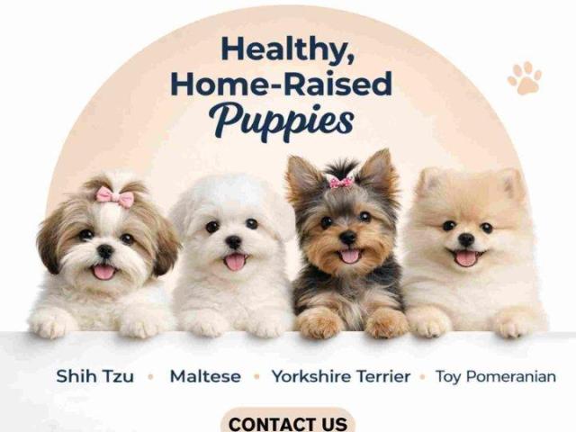 Healthy & Purebred Puppies for Sale in Bangalore – Ethically Bred by Aubree