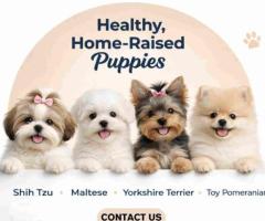Healthy & Purebred Puppies for Sale in Bangalore – Ethically Bred by Aubree