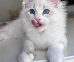 Reputable Siberian Breeders About Becky