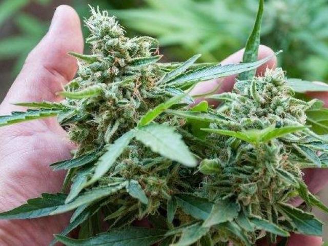 Cannabis Flower