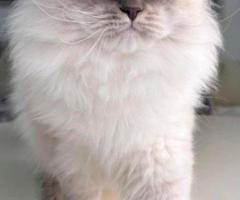 Local Siberian Breeders About Buzz