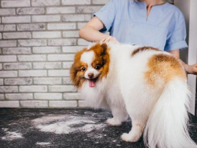 Affordable Dog Grooming in Goa