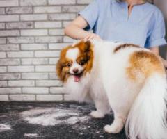 Affordable Dog Grooming in Goa
