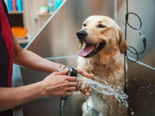 Pet Care Salon HITEC City, Hyderabad