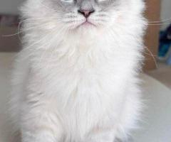 Siberian Kittens For Sale About Kayla