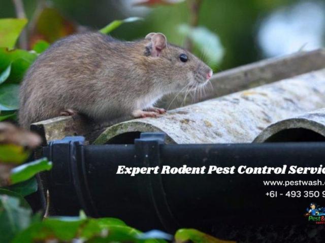 Reliable Mice and Rodent Control Sydney | Pest and Wash