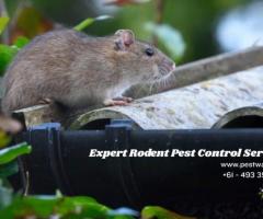 Reliable Mice and Rodent Control Sydney | Pest and Wash