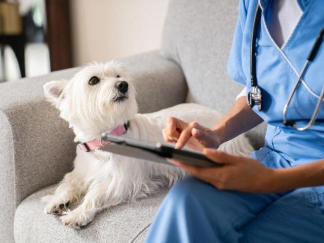 Veterinary Medical Center   Compassionate Care for Your Pets