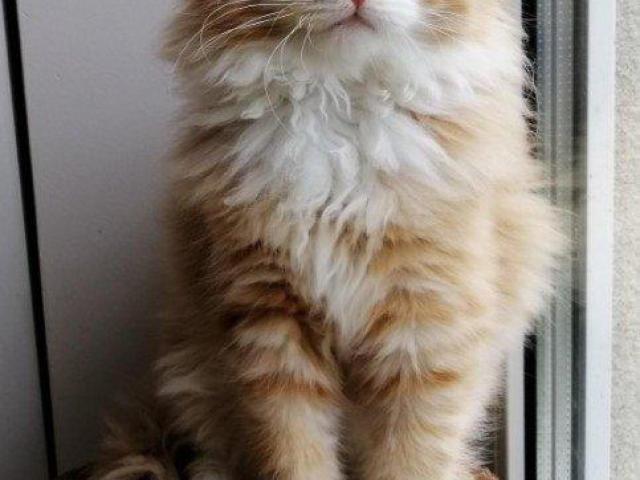 Meet Kiki! Siberian Kitten.