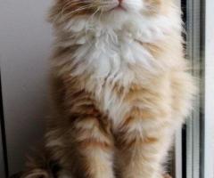 Meet Kiki! Siberian Kitten.