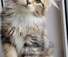 About Rio – How to Find a Siberian Kitten