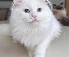 About Tia Places Buy Siberian Kittens