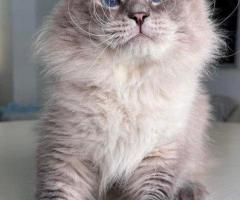 Siberian Kittens Russ for Sale