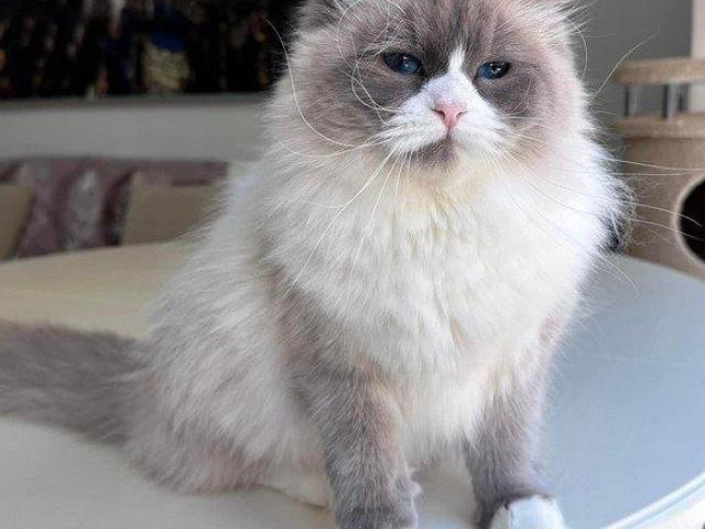 Meet REX! Siberian Kitten.