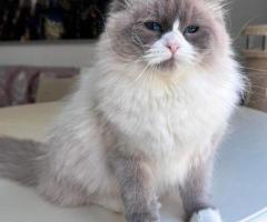 Meet REX! Siberian Kitten.