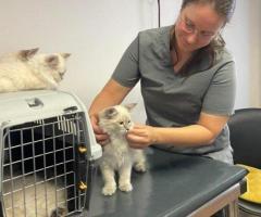 Siberian Kitten Breeders – Health Guarantee