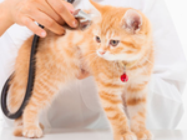 Trusted Veterinary Medical Center for Complete Pet Care