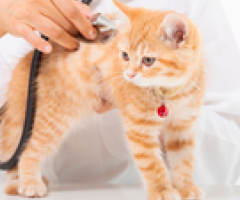 Trusted Veterinary Medical Center for Complete Pet Care