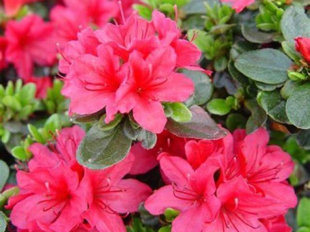 Hino-Crimson Azalea – Red Spring Flowering Shrub for Shade