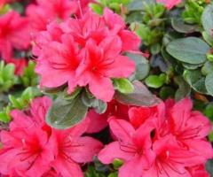 Hino-Crimson Azalea – Red Spring Flowering Shrub for Shade
