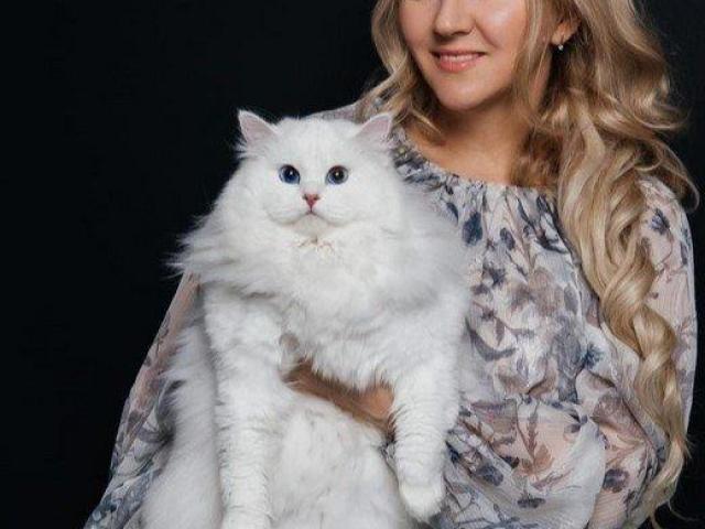 Purchase Best Siberian Cats Online