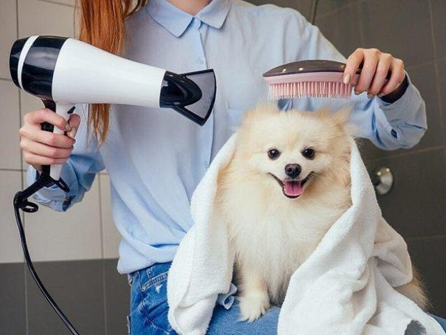 Dog Grooming Salon in Goa