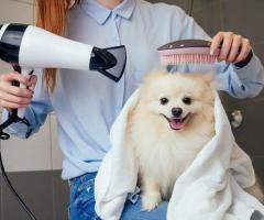Dog Grooming Salon in Goa