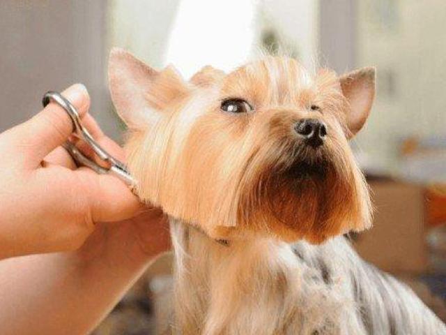 Salon Haircut Grooming Experience for Pets in Goa