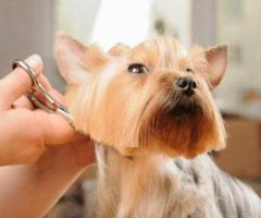 Salon Haircut Grooming Experience for Pets in Goa