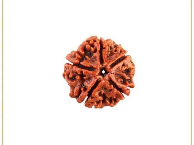 Buy 5 Mukhi Rudraksha Nepal Original - Rudraksha Hart