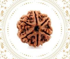 Buy 6 Mukhi Rudraksha Nepal Original at Best Price - Rudraksha Hart