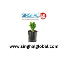 Innovative Plant Containers for Strong Early Development